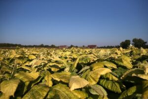 tobacco