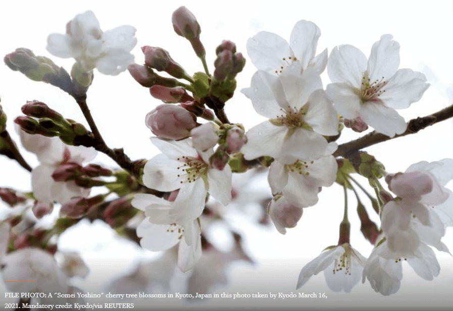 Discover Thomson Reuters Directory of sites Login Contact Support World Business Markets Breakingviews Video More International ENVIRONMENT MARCH 31, 202110:28 AMUPDATED 2 DAYS AGO Kyoto's earliest cherry blooms in 1,200 years point to climate change, says scientist By Aaron Sheldrick 2 MIN READ TOKYO (Reuters) -The famous pink cherry blossoms of Kyoto reached full bloom this year on March 26, the earliest date in the 12 centuries since records began, according to a Japanese university. FILE PHOTO: A "Somei Yoshino" cherry tree blossoms in Kyoto, Japan in this photo taken by Kyodo March 16, 2021. Mandatory credit Kyodo/via REUTERS The earlier flowering indicates climate change, said Yasuyuki Aono, a professor of environmental science at Osaka Prefectural University, who has compiled a database of records of the full blooms over the centuries. Global temperatures in 2020 were among the highest on record and rivaled 2016 as the hottest year ever, according to international data compiled by the World Meteorological Organization and released in January this year. “As the temperatures rise the onset of flowering is earlier,” Aono told Reuters in a Zoom interview. Osaka University records include court documents from Imperial Kyoto, the ancient capital of Japan, as well as medieval diaries. Cherry blossoms have long historical and cultural roots in Japan, heralding spring and inspiring artists and poets through the centuries. In modern times, people gather under the cherry blooms every spring for hanami (blossom-viewing) parties that are often well lubricated with sake and can last for days. With a state of emergency to curb coronavirus infections lifted across all areas of the country many people flocked to popular viewing locations last weekend, although the numbers were lower than in normal years. Kyoto, no longer the Japanese capital but a beacon of Japanese culture and manners, has long been famous for its temples and blossoms, which been a valuable tool for observing long-term changes in mean temperatures. Scientists have often pointed to the earlier flowering times of species such as cherry blossoms as indicators of global warming. The Kyoto record is described in one study as “probably the longest annual record” of biological life cycles from anywhere in the world. Reporting by Aaron Sheldrick and Rikaku MaruyamaEditing by Alexandra Hudson Our Standards: The Thomson Reuters Trust Principles. PAID PROMOTIONAL LINKS Promoted by Dianomi TRENDING STORIES 'Angriest octopus' lashes out at man on Australia beach Biden says $2 trillion jobs plan rivals the space race in its ambition Analysis: Biden White House tries to craft gun executive orders that can't be undone Deliveroo dives 30% as London debut of the decade turns sour Biden singles out Amazon for not paying federal taxes AppsNewslettersAdvertise with UsAdvertising GuidelinesCookiesTerms of UsePrivacy All quotes delayed a minimum of 15 minutes. See here for a complete list of exchanges and delays. © 2021 Reuters. All Rights Reserved. U.S. economy added 916,000 jobs in March, trouncing expectations. It's the largest monthly gain since last August FILE PHOTO: A "Somei Yoshino" cherry tree blossoms in Kyoto, Japan in this photo taken by Kyodo March 16, 2021. Mandatory credit Kyodo/via REUTERS