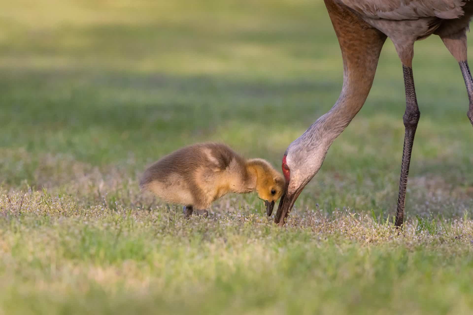 Sandhill Crane with adopted Canada Goose gosling. Mark Graf / Alamy