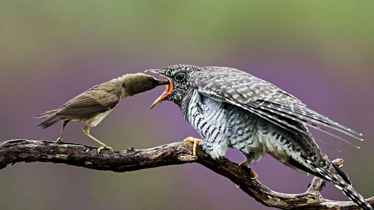 This Baby Bird Is a Mother’s Nightmare This Baby Bird Is a Mother’s Nightmare https://www.nationalgeographic.com/magazine/article/explore-bird-cuckoo-brood-parasitism PHOTOGRAPH BY FRANKA SLOTHOUBER