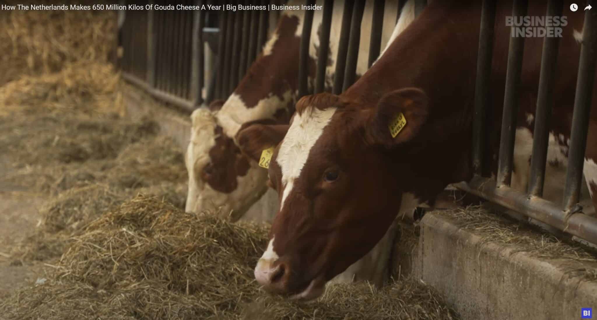 How The Netherlands Makes 650 Million Kilos Of Gouda Cheese A Year https://youtu.be/ZXNTwWGNrE4?si=Vdpdq_nv45JJgP7Q