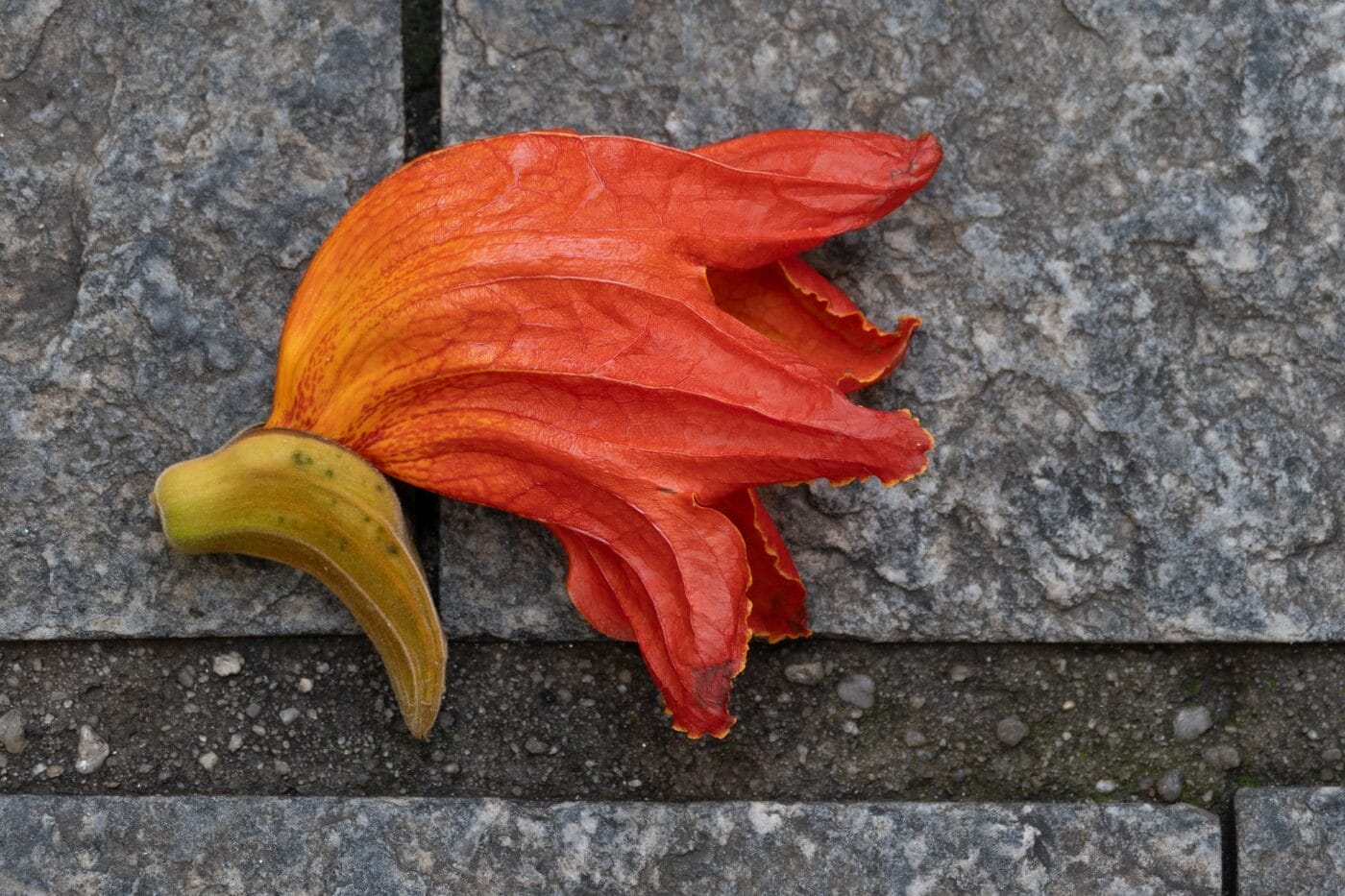 photo by rene de paula jr http://flickr.com/photos/renedepaula