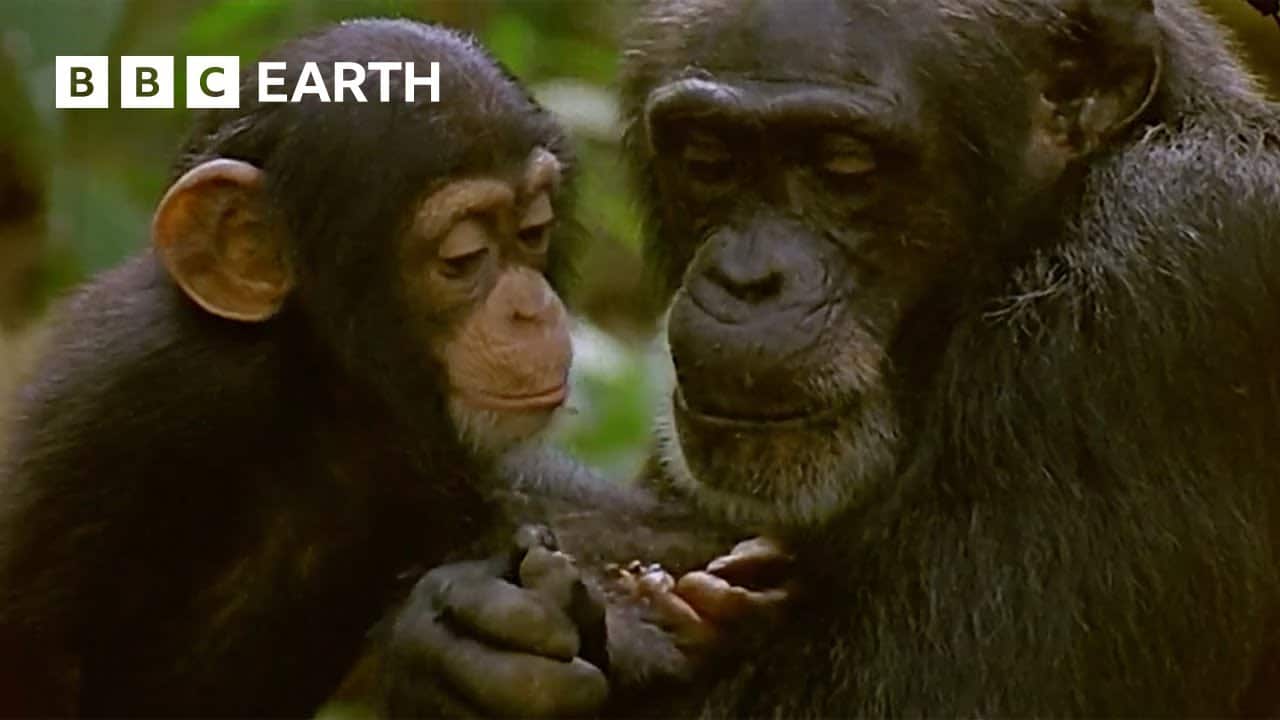 Mother Chimpanzee Teaches Baby to Catch Termites | Natural World: Wild Mother and Babies | BBC Earth https://youtu.be/aXSWlwT8sew?si=jjFFJdYyb3dGDlSo