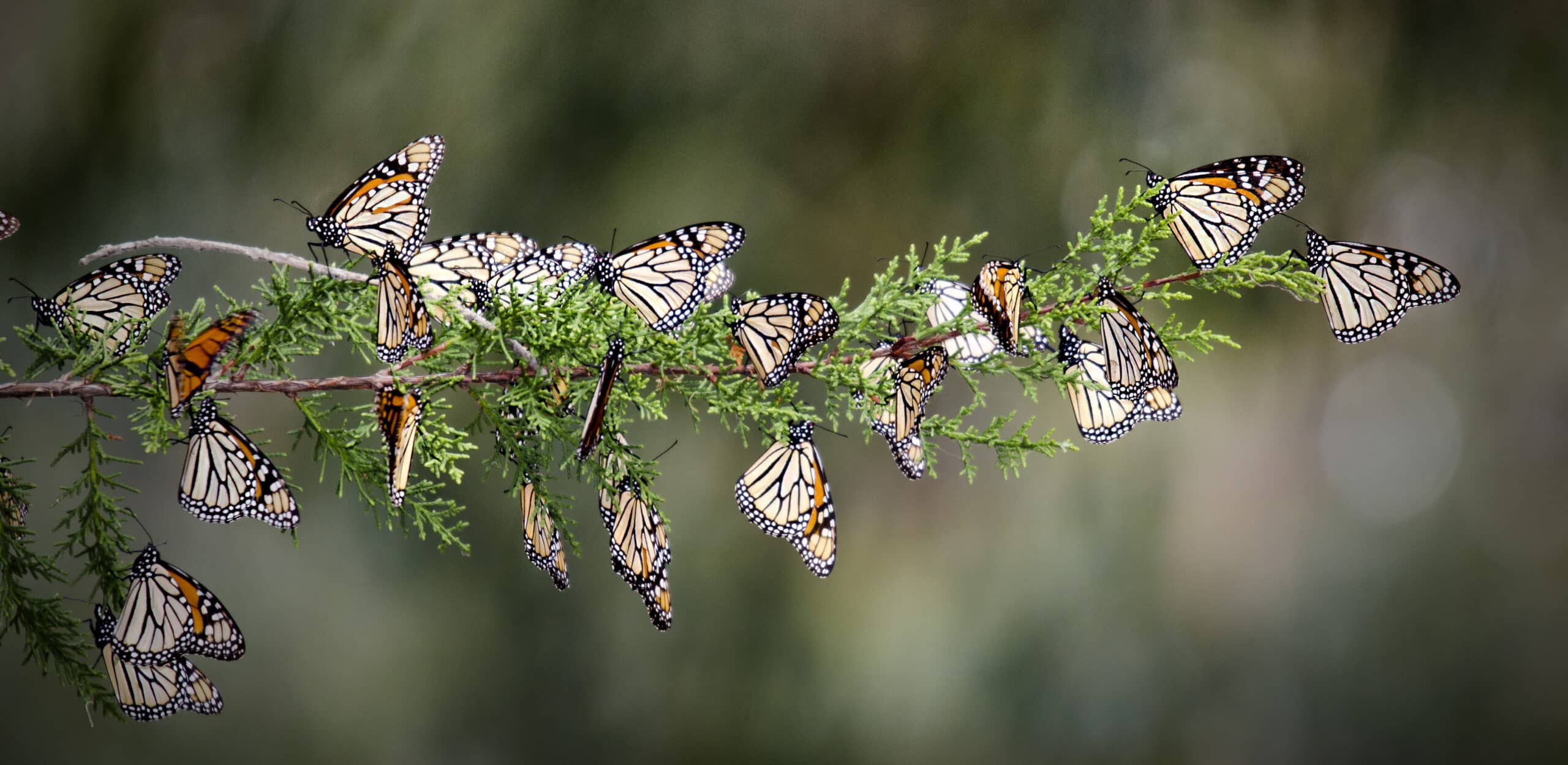 String_of_Monarchs,_Pismo_Preserve Steve Corey from San Luis Obispo, CA, USA https://en.wikipedia.org/wiki/File:String_of_Monarchs,_Pismo_Preserve.jpg