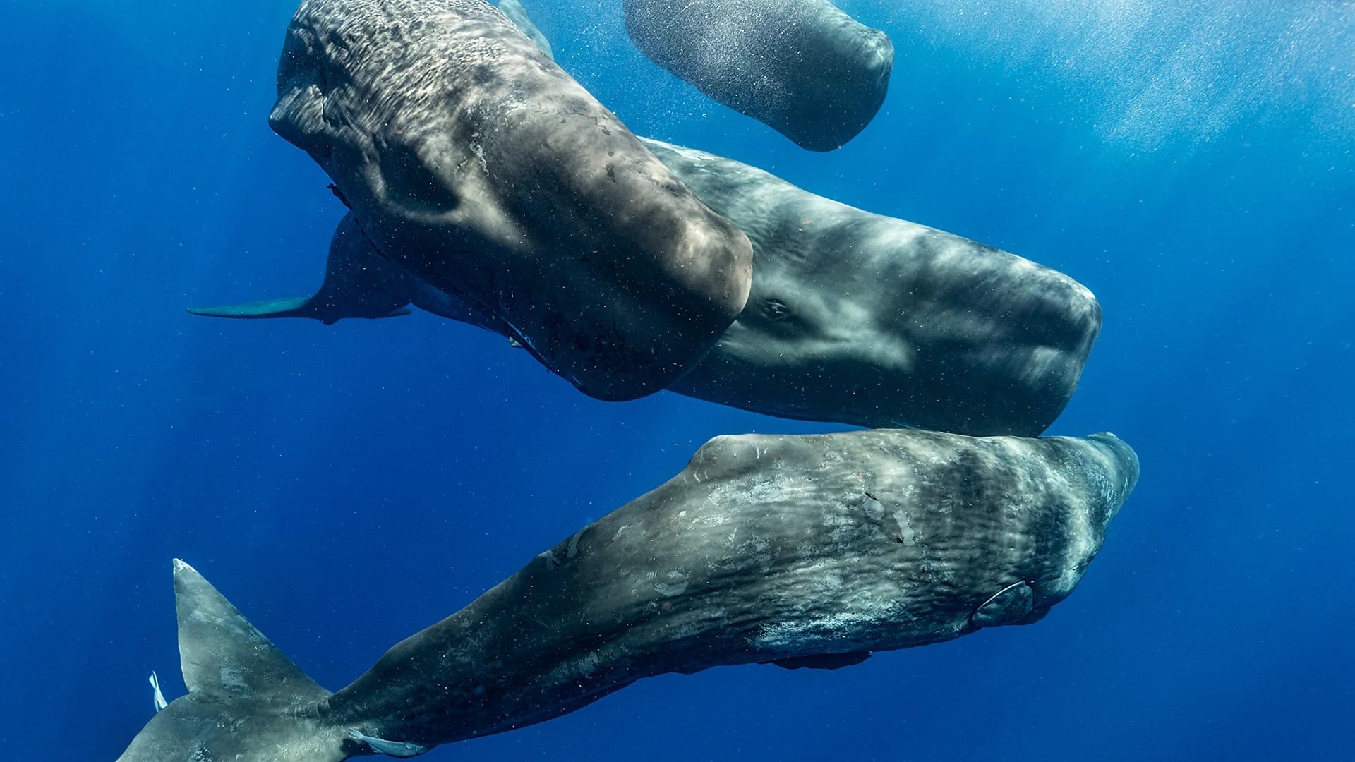 Sperm whale communication may have similarities to human language (Credit: Amanda Cotton/Project CETI) https://www.bbc.com/future/article/20240709-the-sperm-whale-phonetic-alphabet-revealed-by-ai