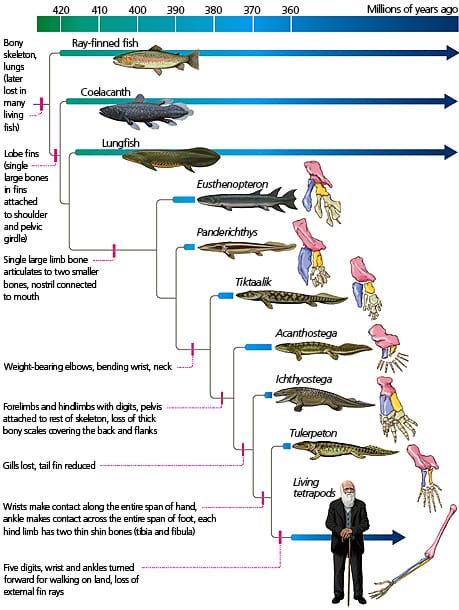 The origin of tetrapods https://evolution.berkeley.edu/what-are-evograms/the-origin-of-tetrapods/