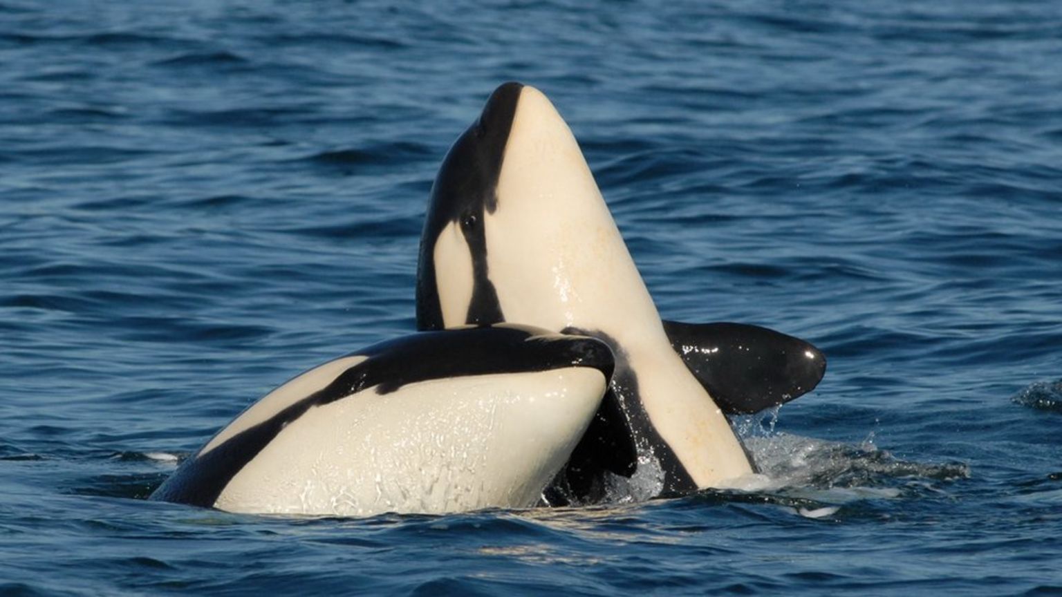 Killer whales have close family bonds D K Ellifrit/CWR/NMFS21238