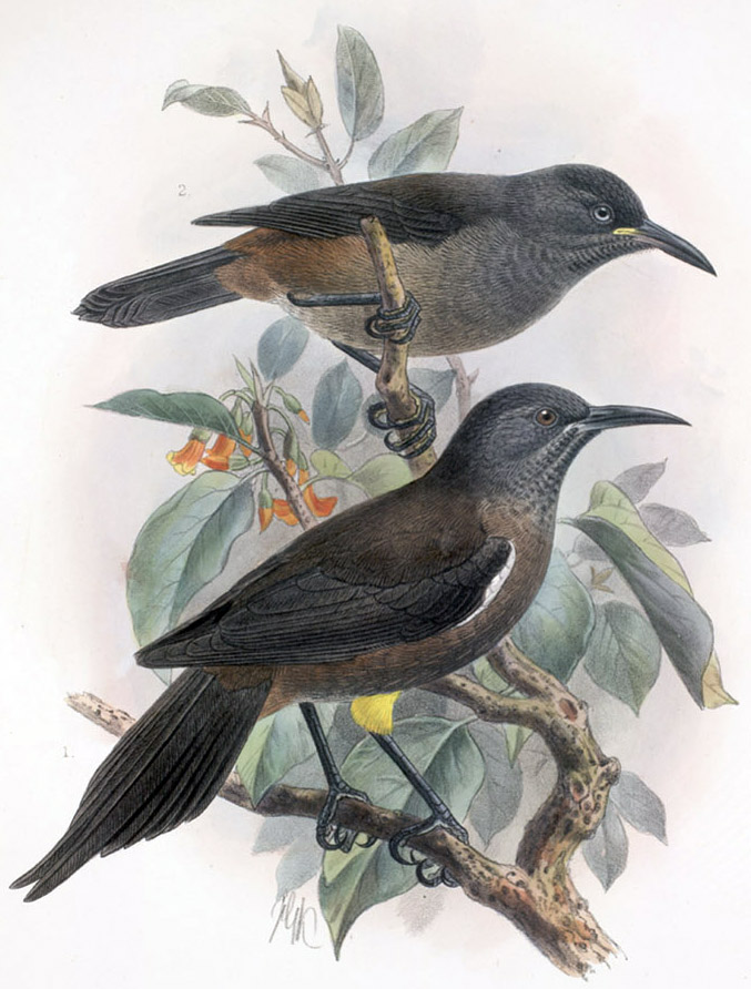 Adult and juvenile Moho braccatus https://en.wikipedia.org/wiki/Kaua%CA%BBi_%CA%BB%C5%8D%CA%BB%C5%8D#/media/File:Moho_braccatus.jpg