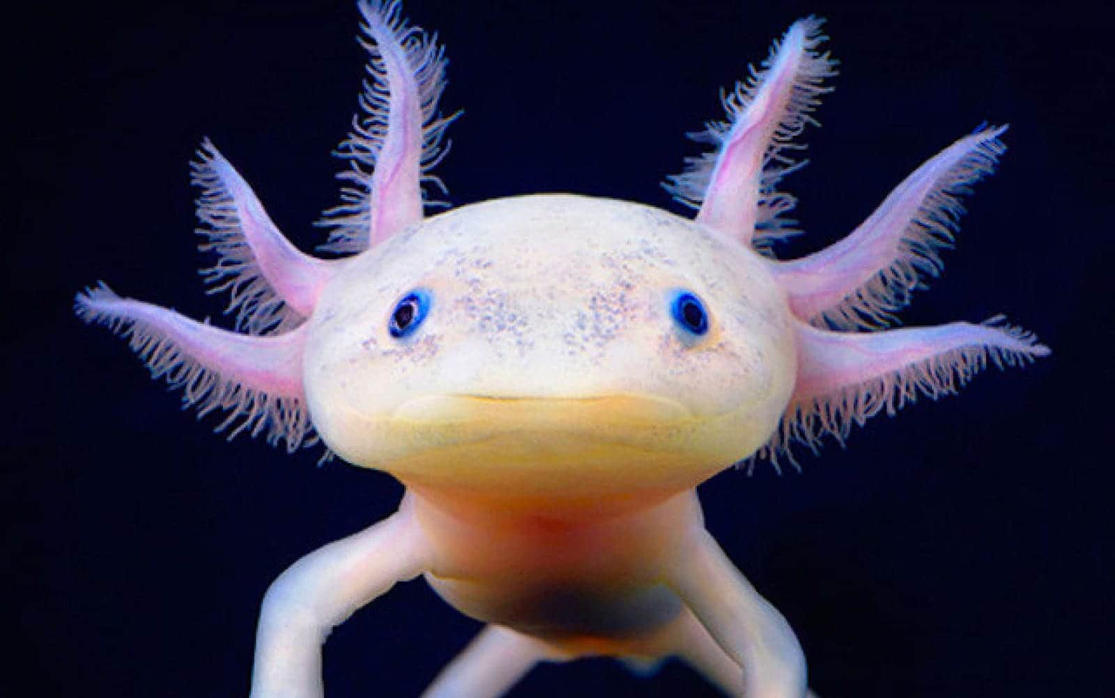 How do axolotls regenerate limbs and organs? A researcher has started to uncover their secret https://www.msn.com/en-us/health/other/how-do-axolotls-regenerate-limbs-and-organs-a-researcher-has-started-to-uncover-their-secret/ar-AA1Grw1S