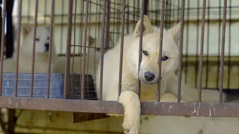 Hyunjung Kim/BBC News