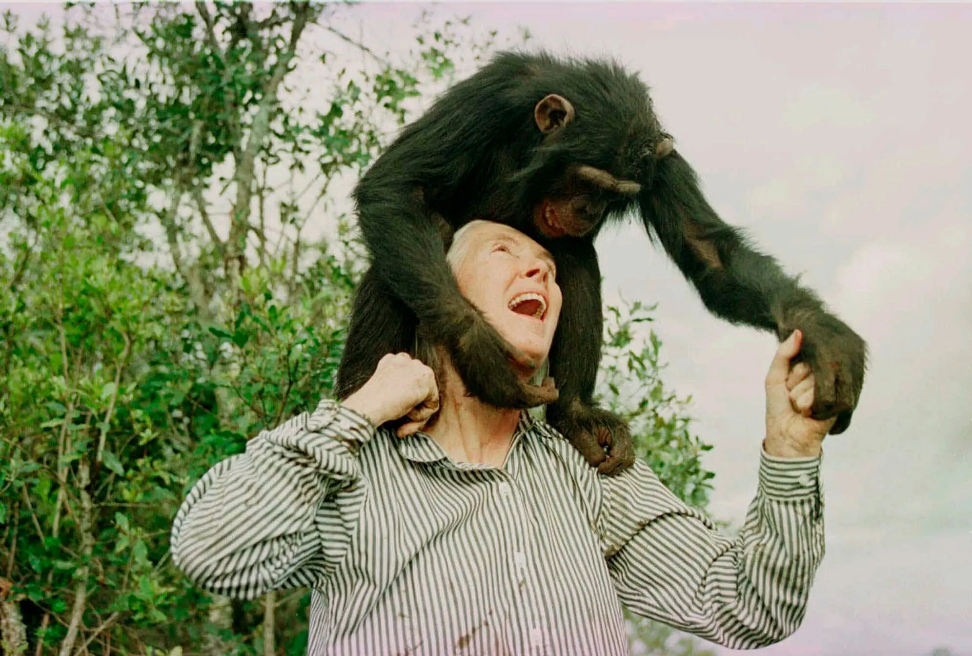 Dr. Goodall playing with Bahati, a 3-year-old female chimpanzee, at a sanctuary in Kenya in 1997. - Jean-Marc Bouju/Associated Press via New York Times