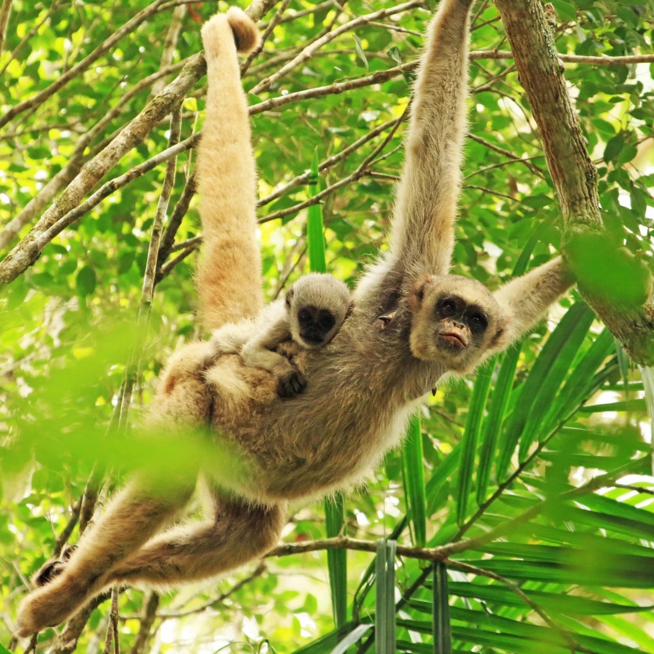 viva o Muriqui e abaixo a Tirania! viva a melhor ideia da Humanidade!